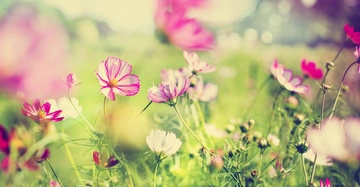 Bunte Blumen blühen auf einer Wiese bei Tageslicht umgeben von unscharfem grünem Gras und weiteren Pflanzen im Hintergrund