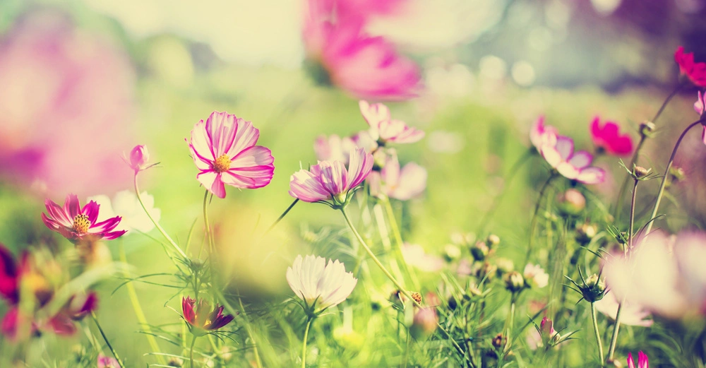 Bunte Blumen blühen auf einer Wiese bei Tageslicht umgeben von unscharfem grünem Gras und weiteren Pflanzen im Hintergrund