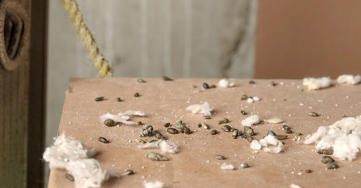 Mäusekot erkennen. Anzeichen für Mäuse oder Ratten im Haus.