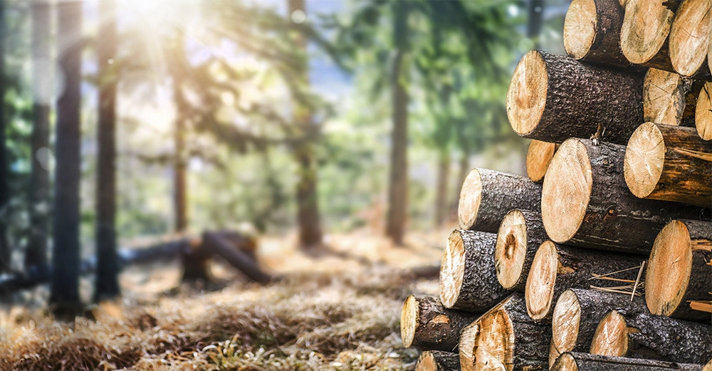 Forstarbeit: frisch gehackte Fichtenstämme auf Stapel in heimischem Wald, im Hintergrund scheint die Sonne auf eine Lichtung