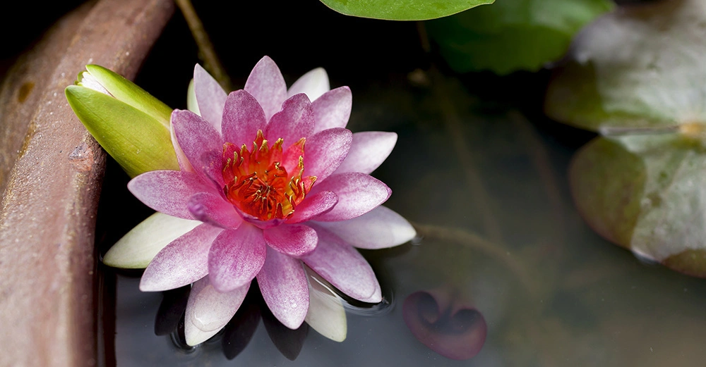 Seerosenblüte ruht auf ruhigem Wasser in einem flachen Behälter umgeben von grünen Seerosenblättern und braunem Rand.