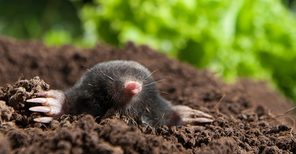 Maulwurf gräbt sich aus brauner Erde heraus im Garten mit unscharfem grünem Blattwerk im Hintergrund
