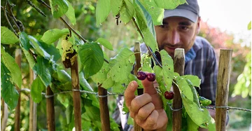 Ein Nachbar greift heimlich durch den Gartenzaun um dort zwei reife Kirschen vom Baum zu pflücken, obwohl das laut österreichischem Recht verboten ist.