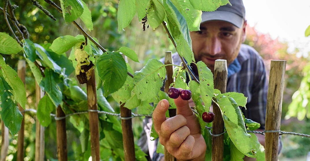 Ein Nachbar greift heimlich durch den Gartenzaun um dort zwei reife Kirschen vom Baum zu pflücken, obwohl das laut österreichischem Recht verboten ist.