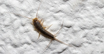 Ein Silberfischchen krabbelt auf einer unregelmäßig strukturierten weißen Oberfläche. Die langen Fühler und Schwanzanhänge des Insekts sind gut sichtbar.