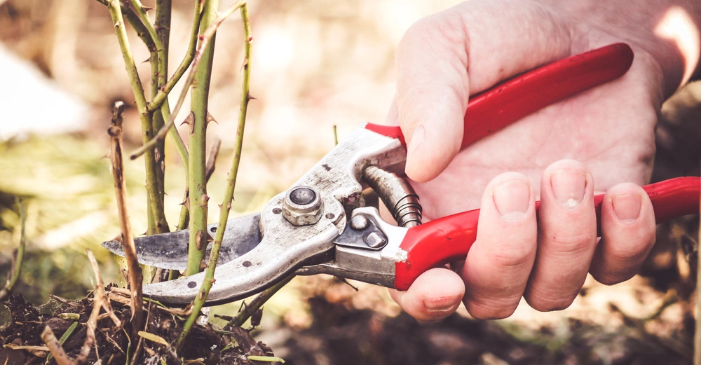 Eine Hand verwendet rote Gartenscheren zum Schneiden von dünnen Pflanzenstielen in einem Gartenumfeld.