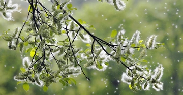 Zweige einer Pappel sind mit Pollen bedeckt, die in der Luft schweben, während sich die Szene in einem grünen Wald mit verschwommenem Hintergrund befindet.