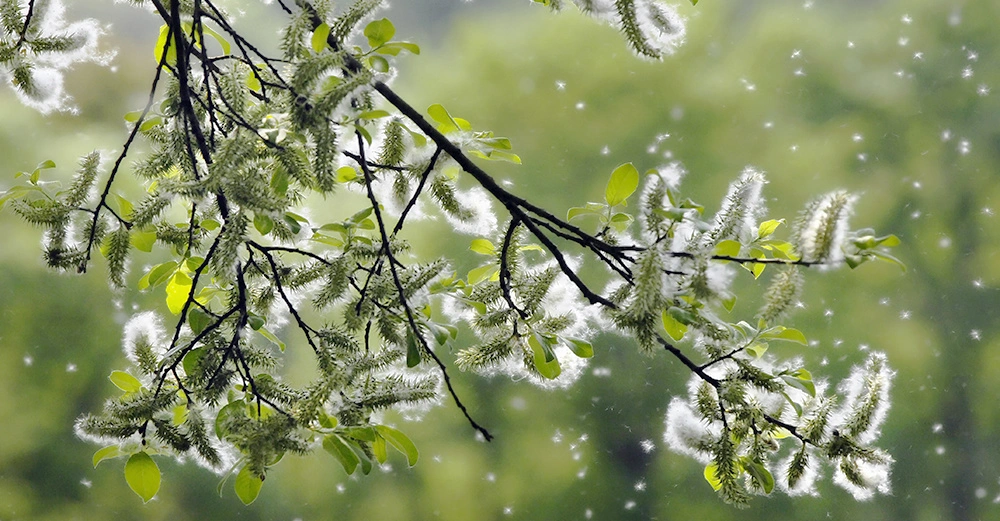 Zweige einer Pappel sind mit Pollen bedeckt, die in der Luft schweben, während sich die Szene in einem grünen Wald mit verschwommenem Hintergrund befindet.