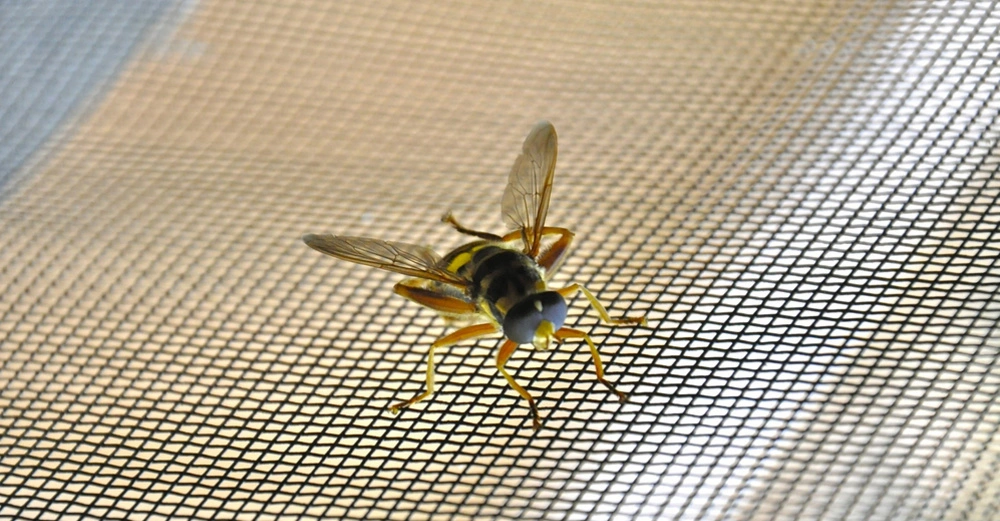 Eine Wespe sitzt still auf einem feinmaschigen Fliegengitter in einer hell beleuchteten Umgebung