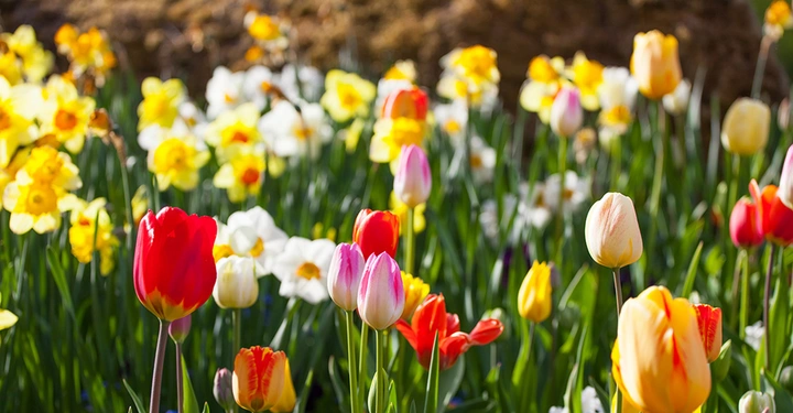 Bunte Tulpen und Narzissen an einem sonniogen Frühlingstag auf dem Feld.