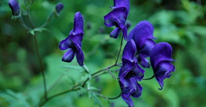 Galerie-Bild 8: AdobeStock_182616763_1000.jpg