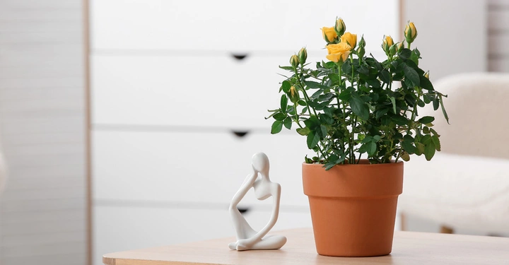 Gelbe Rosen in einem Terrakottatopf stehen auf einem Tisch in einem hell beleuchteten Zimmer.