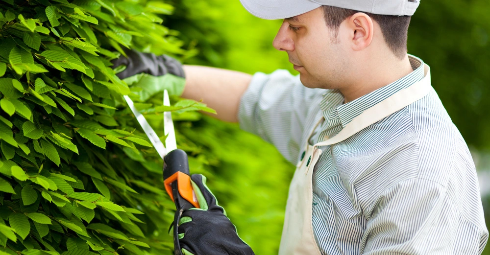Mann mit grauer Mütze und gestreiftem Hemd schneidet Hecke mit einer Heckenschere im Garten. Er trägt schwarze Handschuhe und eine helle Schürze. Umgebung ist grün und bewachsen.