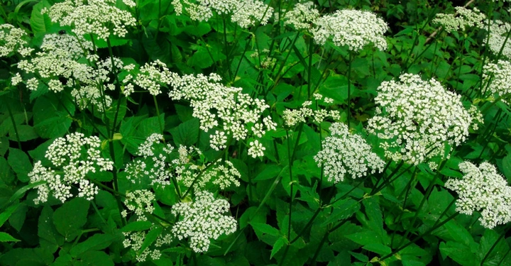 weiße Dolden auf grüner Wiese - Giersch