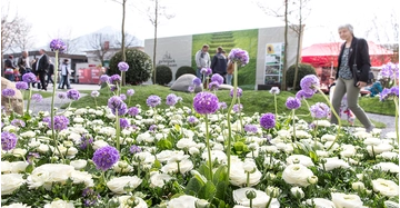 schönes Blumenbeet mit weißen und lila Blüten vor dem Messegelände Dornbirn.