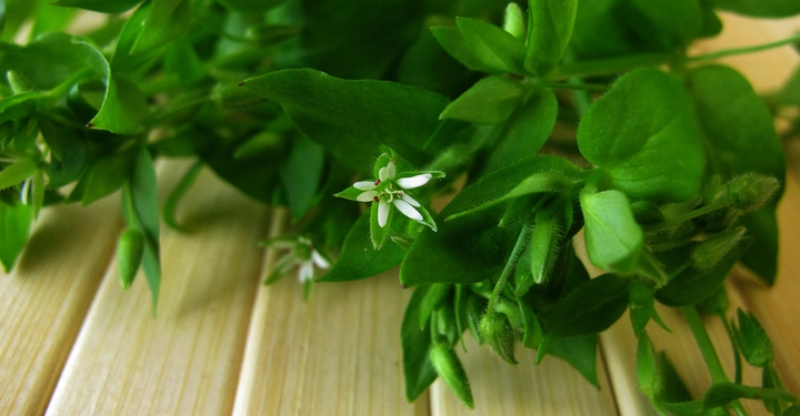 Grüne Pflanze mit kleinen weißen Blüten liegt auf einem Tisch aus hellem Holz.