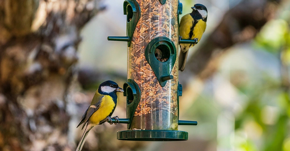 Ein schönes Kohlmeisenpärchen frisst von einem Futtersilo im herbstlichen Baum. 