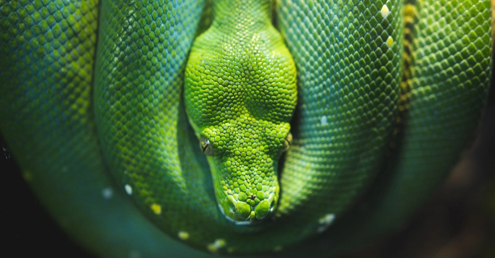 Grüne Schlange ruht zusammengerollt auf einem Ast im Wald, ihre Schuppen sind klar und detailliert erkennbar.