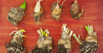 Mehrere Blumenzwiebeln mit Wurzeln und kleinen grünen Sprossen liegen nebeneinander auf einer roten Holzoberfläche.