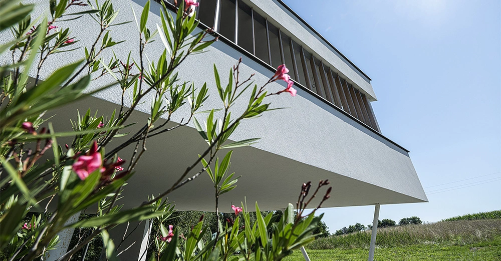 Modernes Gebäude mit großen Fenstern schwebt auf Stützen im Grünen vor blauem Himmel Nelkenblüten und grüne Blätter im Vordergrund