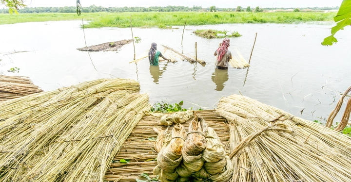 Menschen arbeiten im Wasser bei der Verarbeitung von Pflanzenfasern im Hintergrund Felder und Bäume im Vordergrund Bündel von Pflanzenfasern und gestapelte trockene Pflanzenfasern auf einer Plattform