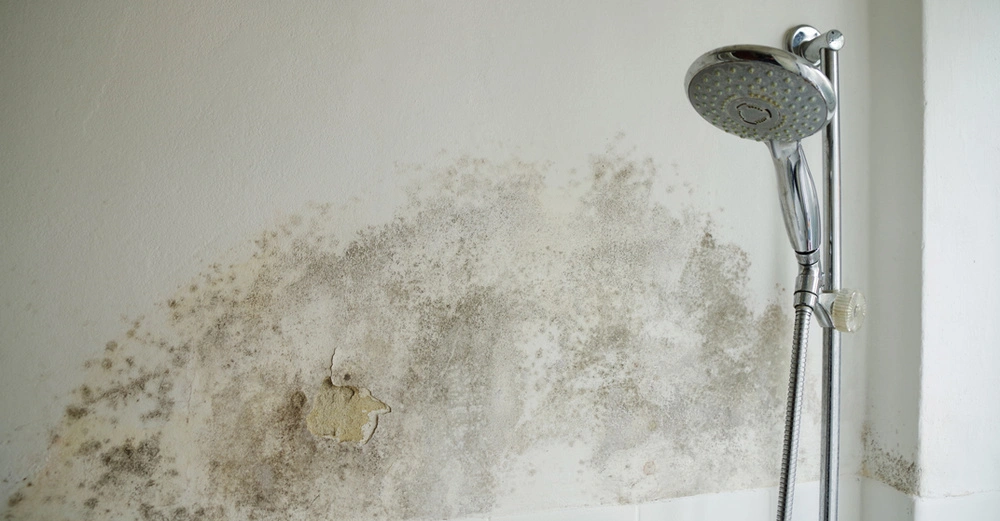 von unten fotografiertes Badezimmer, rechts im Bild ein Duschkopf auf einer Stange, links die weiße Wand übersät mit schwarzem und grünem Schimmel