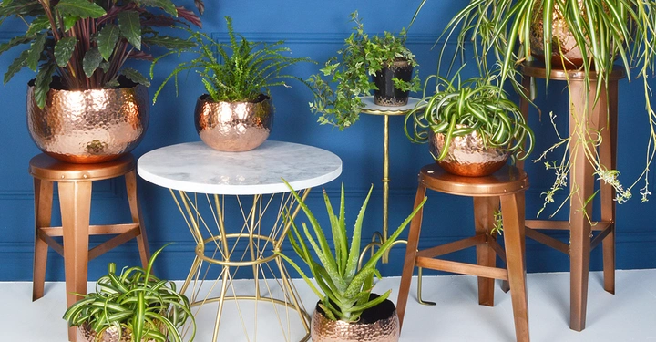 Galerie-Bild 1: Kupferfarbene Pflanzentöpfe mit verschiedenen grünen Pflanzen stehen auf hölzernen Hockern und einem Marmortisch in einem Raum mit blau gestrichenen Wänden.