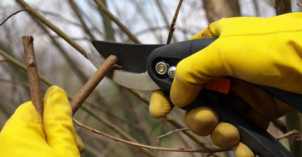 Hände mit gelben Gummihandschuhen schneiden Zweige mit einer Gartenschere; Hintergrund aus weiteren Ästen und blassem Himmel.