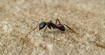 Ameise krabbelt auf sandigem Untergrund Umgebung zeigt unscharfen Sand und Erdpartikel.