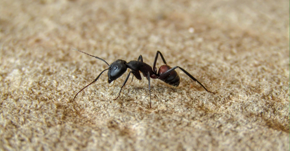 Ameise krabbelt auf sandigem Untergrund Umgebung zeigt unscharfen Sand und Erdpartikel.
