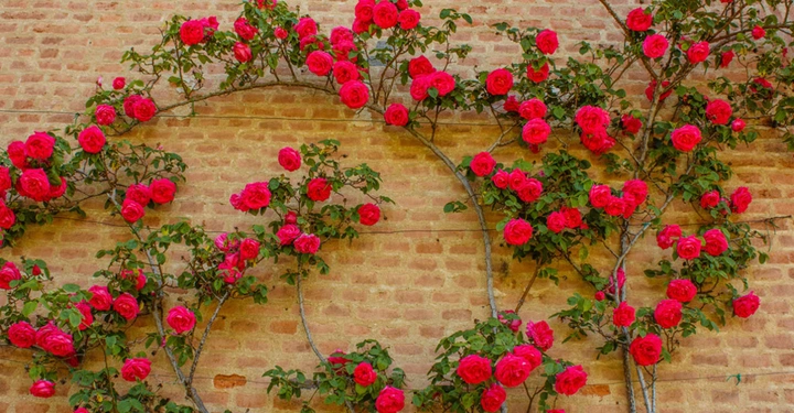 helle Backsteinwand bewachsen mit wunderschönen knallroten kleinen Kletterrosen.