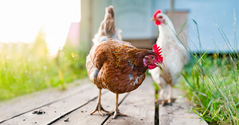 Braunes Huhn pickt auf einem Holzsteg; ein weißes Huhn steht im Hintergrund; umgeben von hohen Gräsern und unscharfem ländlichem Gelände im Hintergrund.