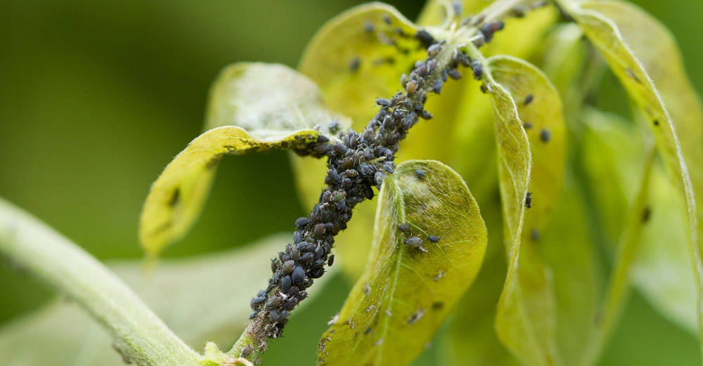 Schwarze Blattläuse bedecken einen Pflanzenstängel. Blattläuse ernähren sich von Pflanzensaft. Die Pflanze hat gelbe Blätter und befindet sich in einem grünen, unscharfen Hintergrund. Keine Texte vorhanden.