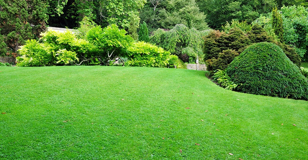 Rasenfläche ohne Text wächst üppig in einer Parklandschaft an verschiedenen Sträuchern vorbei umgeben von hohen Bäumen und dichter Vegetation bei Tageslicht