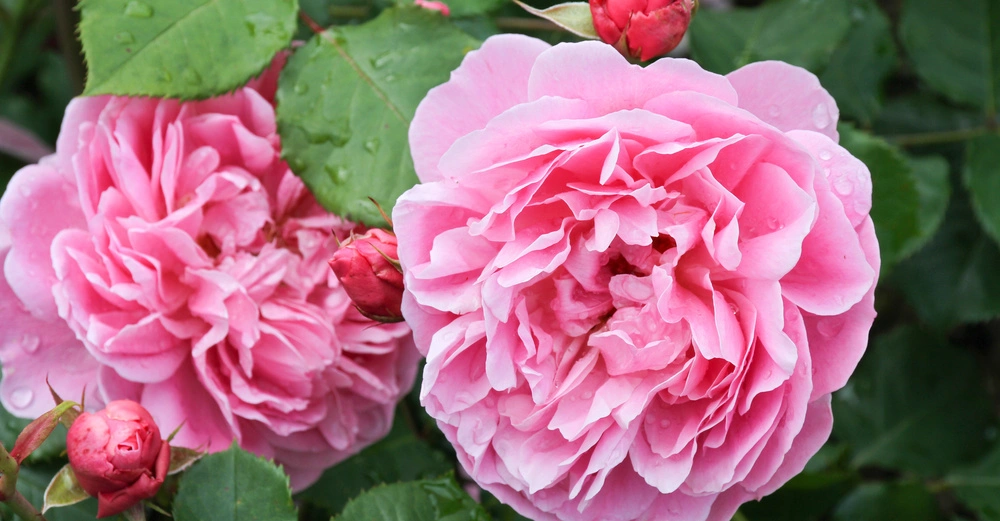 Rosa blüht umgeben von Knospen und grünen Blättern in einem Garten nach dem Regen