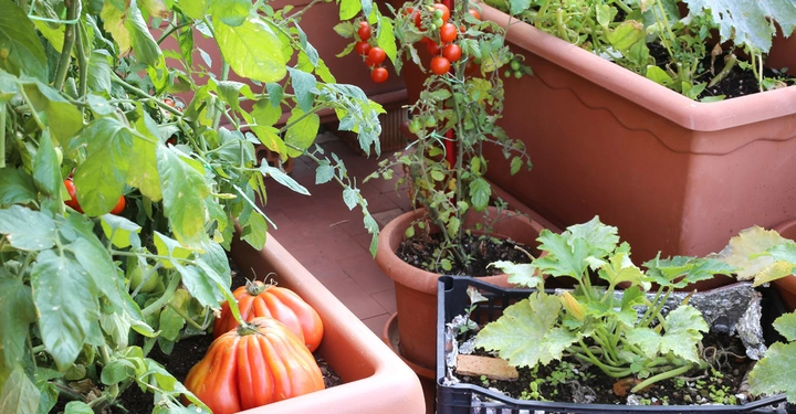 Rote Tomaten und große Tomaten pflanzen wachsen in Töpfen auf einem Balkon in einer städtischen Umgebung