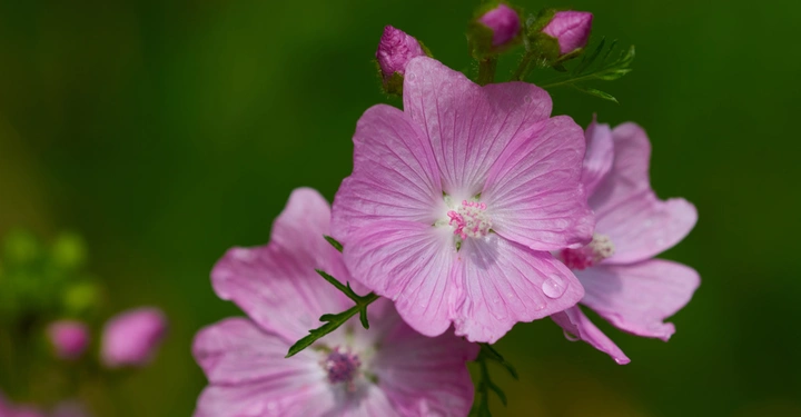 Galerie-Bild 5: Rosa Blüten wachsen an einem grünen Stängel in Nahaufnahme mit unscharfem grünem Hintergrund.