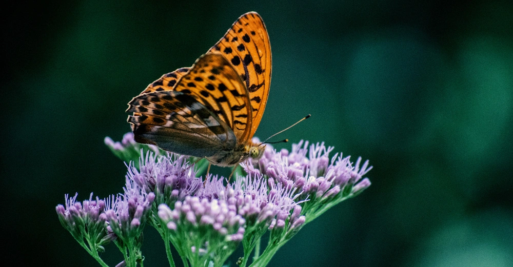 Ein orange-schwarzer Schmetterling sitzt auf einer lila Blüte in einem grünen, unscharf dargestellten Hintergrund.