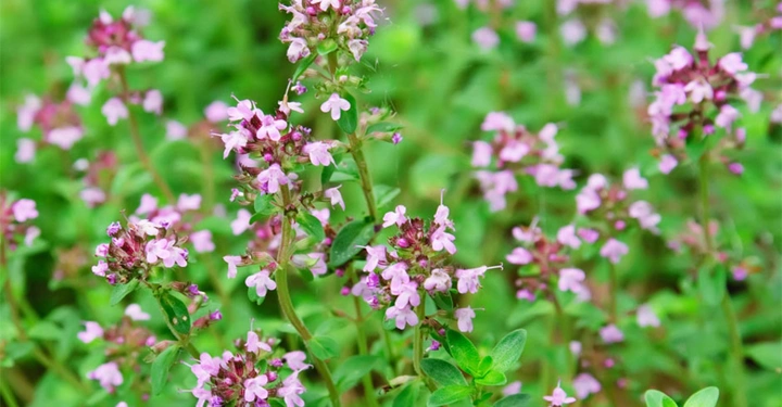 Rosa Blüten stehen in voller Blüte inmitten grüner Blätter in einem Garten Beete aus zufällig angeordneten schönen Pflanzen.