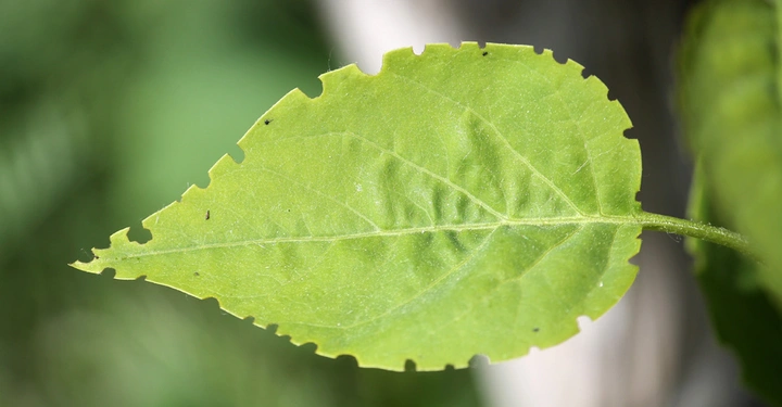 Ein grünes Blatt hängt an einem Stängel in einem unscharfen, natürlichen Umfeld. Das Blatt hat gezackte Ränder und zeigt leichte Falten auf der Oberfläche.