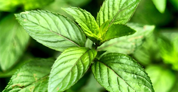 Grünes Blattwerk wächst üppig in Nahaufnahme umgeben von anderen ähnlichen Pflanzenblättern in einem möglicherweise natürlichen oder gartenähnlichen Umfeld