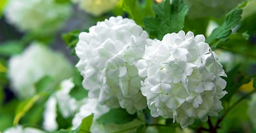 Weiße Blüten sind zusammengeballt blühend umgeben von grünen Blättern in einem natürlichen Garten.