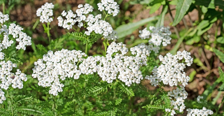 Schafgarbe blühend weiß wächst auf Ackerboden
