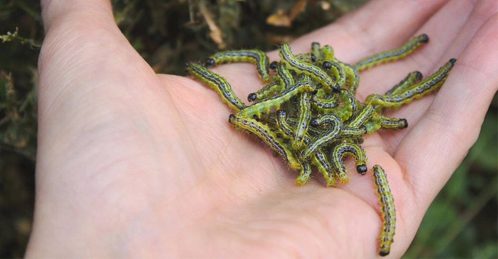 Eine Hand voller grün-weiß-schwarz gepunkteter Zünsler-Raupen im Garten.