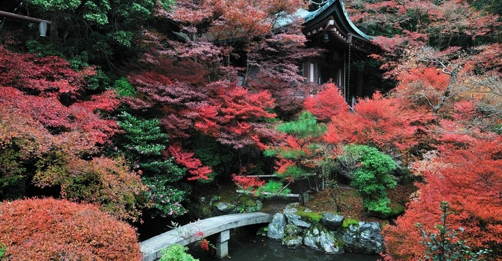 Steinbrücke überquert einen kleinen Teich umgeben von roten und grünen Bäumen Pagode im Hintergrund im Garten während des Herbstes.