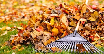 Ein Rechen ruht auf einem Haufen bunter Herbstblätter im Gras umgeben von verstreutem Laub