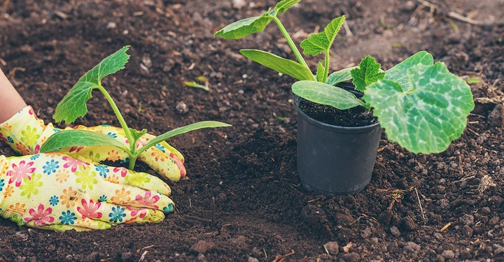 Jemand pflanzt eine Zucchini in einem gesunden Humus-Boden im eigenen Garten.