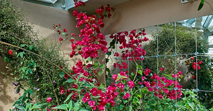 Die Bougainvillea gehört zu den Wunderblumengewächsen, kommt ursprünglich aus Südamerika und ist eine der farbenfrohesten, wunderbar duftenden Wintergarten-Pflanzen überhaupt.