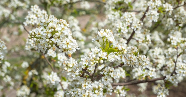 Galerie-Bild 8: Die Zelkove stammt ursprünglich aus Japan. Sie benötigt kaum Pflege und ist resistent gegenüber den meisten Schädlingen