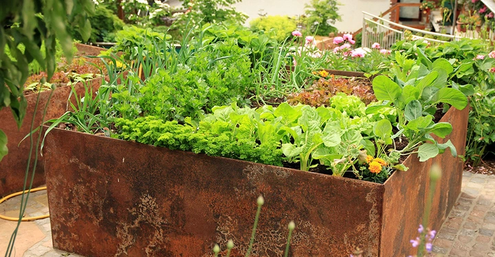 dicht bepflanztes Hochbeet mit Cortenstahlhülle auf gepflastertem Platz in Garten. Salat, Kräuter, Gemüse, Blumen. Sehr sattes Grün. 